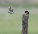 Red-wing Blackbird and Common Snipe DPP_16014804 copy.jpg