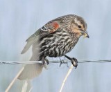 Red-wing Blackbird, female , DPP_16014964 copy.jpg