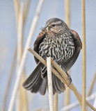 Red-wing Blackbird, female mouth full of bugs  DPP_16014966 copy.jpg