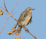 Young European Starling, molting DPP_16027355 copy.jpg