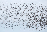 European Starlings, flock changes direction WT4P4149 copy.jpg