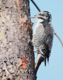 Three-toed Woodpecker, female DPP_10030585 copy.jpg