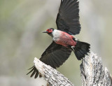 Lewis's Woodpecker, DPP_16017677 copy.jpg