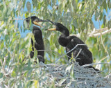 Double Crested Cormorants, Siblings DPP_1034098 copy.jpg