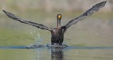 Double Crested Cormorant, Working to get airborne DPP_1034138 copy.jpg