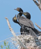 Double Crested Cormorants, Chicks begging parent at center DPP_1034141 copy.jpg