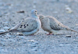 Mourning Doves DPP_1033286 copy.jpg