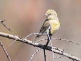Red Crossbill, female, Little Naches DPP_10034404 copy.jpg