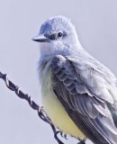 Western Kinbird, Toppenish DPP_16016879 2 net.jpg