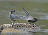 Black Terns DPP_1034313 copy.jpg