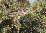 Black-headed Grosbeak, female eating brush flowers DPP_10034648 copy.jpg