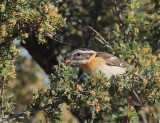 Black-headed Grosbeak, female DPP_10034681 copy.jpg