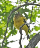 Evening Grosbeak, male DPP_16017518 copy.jpg