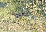 Ring-necked Pheasant, female DPP_1624610 copy.jpg