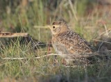 Young Horned Lark DPP_10026428 copy.jpg
