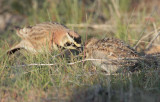 Horned Lark parent giving bug to youngster DPP_10026456 copy.jpg