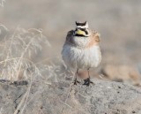 Horned Lark DPP_10026706 copy.jpg