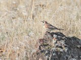 Horned Lark DPP_1025935 copy.jpg