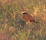 Killdeer DPP_10028518 copy.jpg