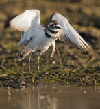 Killdeer DPP_10038799 copy.jpg