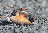 Killdeer near nest, faking injured wing DPP_1034339 copy.jpg
