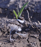 Very young Killdeer DPP_16016822 copy.jpg