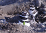 Very young Killdeer, with parent DPP_16016824 copy.jpg