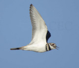 Killdeer DPP_1606078 copy.jpg