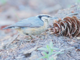 Red-breasted Nuthatch DPP_10034370.jpg