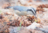 Red-breasted Nuthatch DPP_10034372 copy.jpg