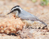 Red-breasted Nuthatch DPP_10034373 copy.jpg