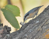 Red-breasted Nuthatch with moth DPP_10039675 copy.jpg