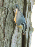 Red-breasted Nuthatch with earwig DPP_10039840 copy.jpg