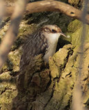 Brown Creeper DPP_1024314.jpg