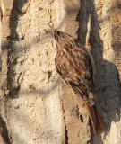 Brown Creeper DPP_1024365.jpg