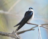 Tree Swallow DPP_10028207 copy.jpg