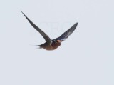 Barn Swallow DPP_10035296 copy.jpg