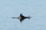 Tree Swallow DPP_10037268 copy.jpg