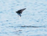 Tree Swallow DPP_10037272 copy.jpg