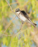 Tree Swallow DPP_1033990 copy.jpg