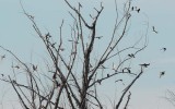 Tree Swallows DPP_1038903.jpg