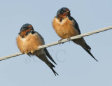 Barn Swallows DPP_16015832 copy.jpg