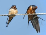 Barn Swallows DPP_16015833 copy.jpg