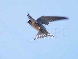 Barn Swallow DPP_1605825 copy.jpg