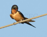 Barn Swallow DPP_1624546 copy.jpg