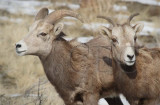 Young Ram and female siblings?  DPP_16030806 copy.jpg