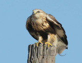 Rough-legged hawk,  DPP_09183 copy.jpg