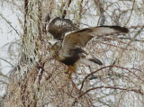 Rough-legged hawk, DPP_09592 - 1 copy.jpg