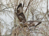 Rough-legged hawk, DPP_09593 - 2 copy.jpg