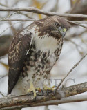 Red-tailed Hawk, Toppenish DPP_1008437 copy.jpg